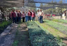 Impulso agrícola: Olga Sosa supervisa Sembrando Vida en Miquihuana