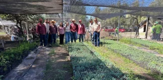 Impulso agrícola: Olga Sosa supervisa Sembrando Vida en Miquihuana
