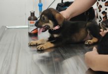 Recibió Hospital Veterinario Municipal de Reynosa a pequeños pacientes caninos .