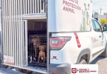 Continúa Gobierno de Carlos Peña Ortiz con acciones de protección animal en Valle Soleado