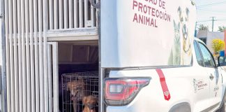 Continúa Gobierno de Carlos Peña Ortiz con acciones de protección animal en Valle Soleado