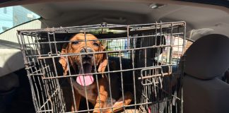 Rescató Gobierno de Carlos Peña Ortiz dos caninos en Arecas